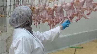 محافظ الجيزة: ذبح أكثر من 2 مليون طائر بالمجازر خلال أسبوع 