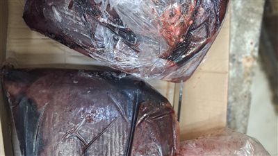 محافظ أسيوط: ضبط 60 كيلو جرام فراخ وكبدة غير صالحة للاستهلاك الآدمي  