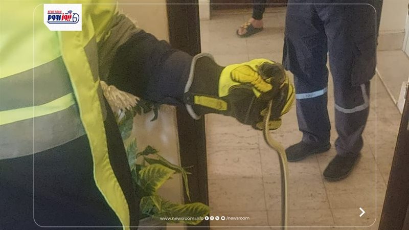 البحث عن الثعابين