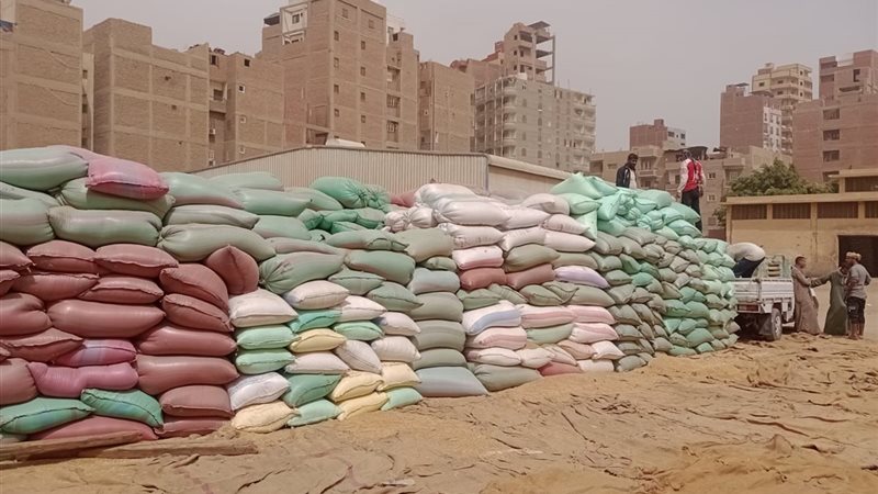 القمح