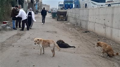 حملة بيطرية بمدينة الزرقا لتحصين الكلاب الحرة والحد من الأمراض المشتركة
