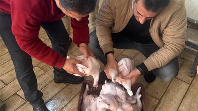 قبل ما توصل للطبق.. سقوط ربع طن دواجن فاسدة داخل مطعم بـطنطا