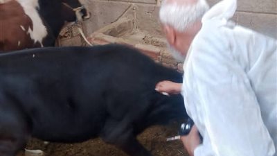 حملات بيطرية لتحصين الماشية بالسويس ضد الحمى القلاعية والوادي المتصدع
