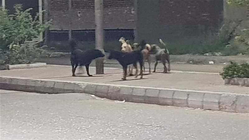 صوره من تجمع عدد