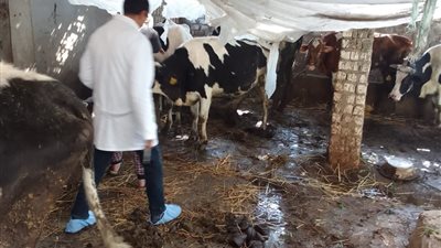 تحصين 150 ألف رأس ماشية بالغربية ضد الحمى القلاعية والوادي المتصدع