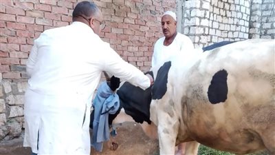 بيطري الشرقية .. تحصين 339 ألف رأس ماشية ضد الحمى القلاعية 