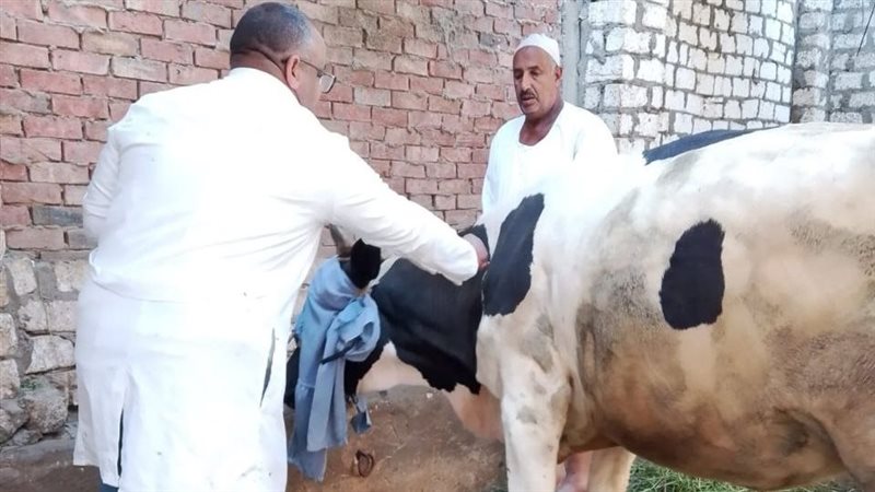 حملات تطعيم المواشي