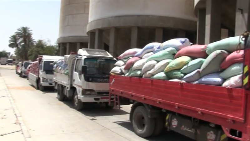 توريد القمح 