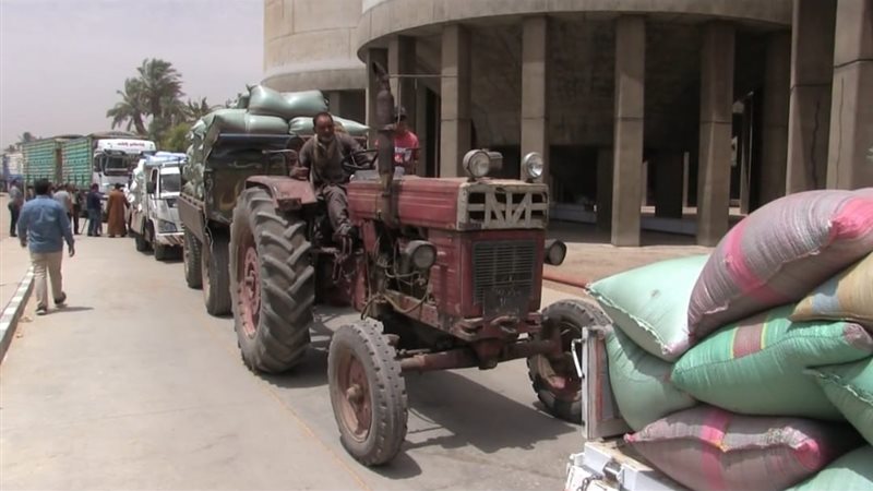 توريد القمح بسوهاج