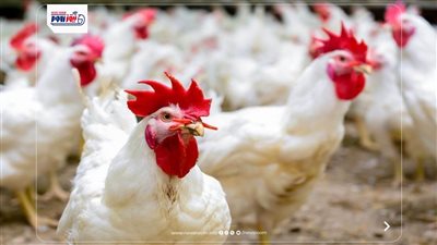 سعر الفراخ اليوم بعد العيد.. استقرار البيضاء والبلدي في الأسواق وبورصة الدواجن