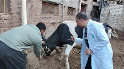 تحصين 210 آلاف رأس ماشية بالغربية لمواجهة الحمى القلاعية وحمى الوادي المتصدع