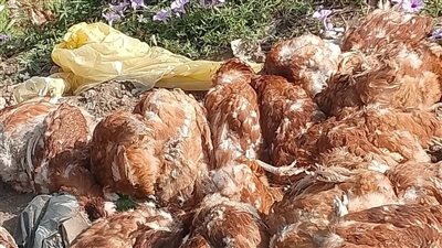 بلاغ بالعثور على دواجن نافقة على طريق تلا بالمنوفية