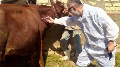 بحوث الصحراء يوزّع 30 كبشًا برقيًا محسّنًا وأعلافًا مجانية بسيوة