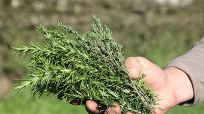     عشبة موجودة في كل مطبخ.. سر طبيعي لمحاربة الالتهاب وتقوية المناعة