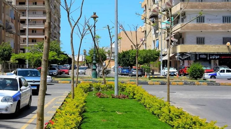 زراعة أشجار البونسيانا