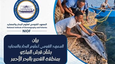 المعهد القومي لعلوم البحار ينتقد صيد قرش الماكو بالقصير ويحذر من الفوضى