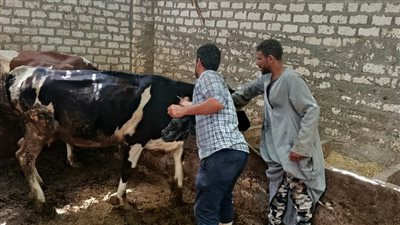 محافظ أسيوط: تحصين 35 ألف رأس ماشية من الحمى القلاعية وحمى الوادي المتصدع