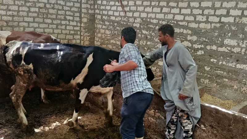 التحصين من الحمى