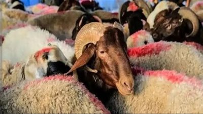 استعدادًا لعيد الأضحى.. تموين الأقصر تعلن الطوارئ وتكثف الرقابة على الأسواق 