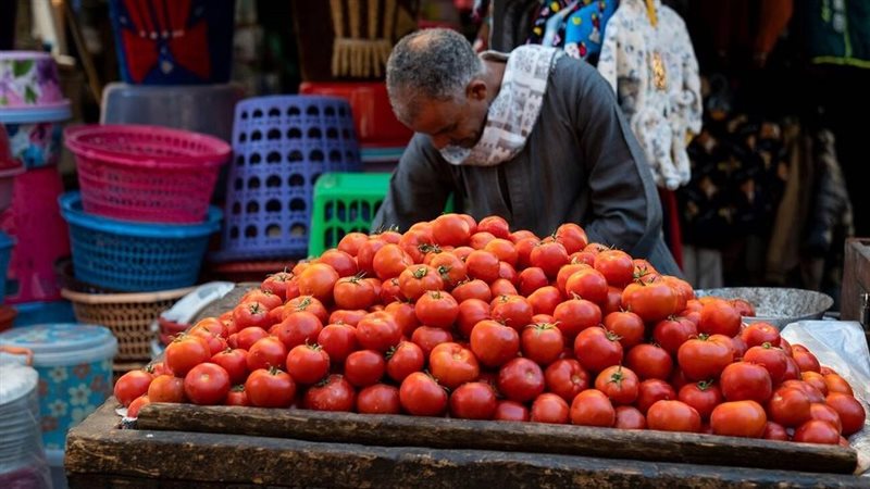 سعر الطماطم اليوم