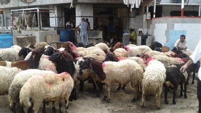 جهود مكثفة لتوفير الأضاحي وتوزيع اللحوم في عيد الأضحى|فيديو
