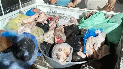 ضبط نصف طن لحوم غير صالحة للاستهلاك الآدمى بالمنوفية                 
