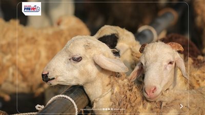 فقير لا يستطيع أن يضحي فهل يأثم بترك الأضحية؟.. لجنة الفتوى توضح