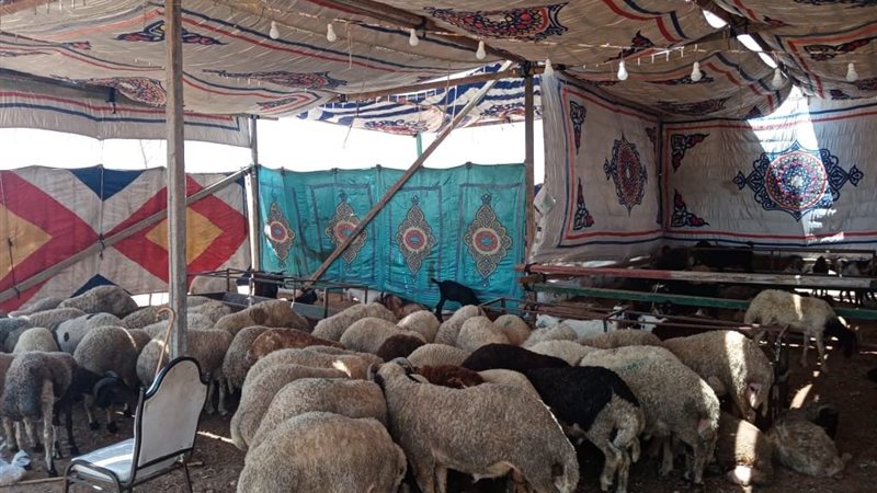 أرشيفية