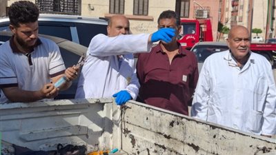 بيطري الشرقية يُحصن ويُعقم 49 كلبا ضالًا بالزقازيق والعاشر من رمضان