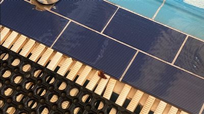 غضب بين أعضاء نادي الزهور بعد انتشار الحشرات داخل حمامات السباحة 