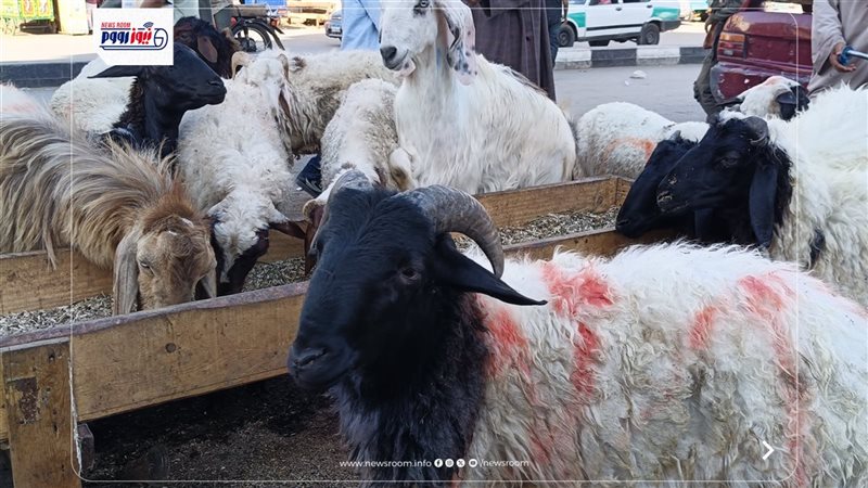 اضحية العيد 