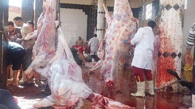 «لحوم آمنة ومجازر جاهزة».. جهود مكثفة بالشرقية استعداداً لعيد الأضحى المبارك