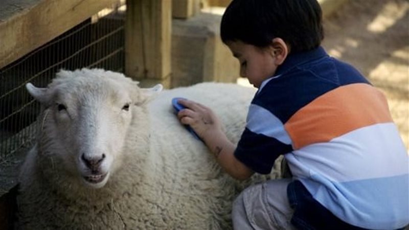صورة موضوعية 