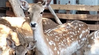 هروب غزالة من مزرعة بالمنوفية ومكافأة مالية كبيرة لمن يعثر عليها