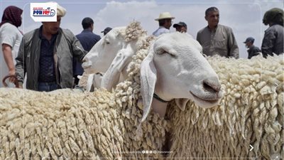 أسعار الأضاحي واللحوم الحمراء 2026 تشتعل قبل العيد.. آخر تحديث الآن