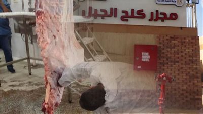 بتكلفة 21 مليون جنيه.. التشغيل التجريبي لمجزر «كلح الجبل» بمركز إدفو بأسوان