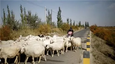 براتب 1178 دولارًا.. وظيفة راعي أغنام في منغوليا تتحول إلى ترند في الصين