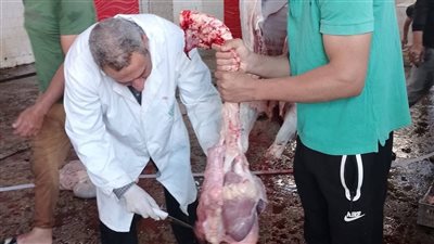 متابعة أعمال الذبح والكشف على اللحوم بمجزر كفر البطيخ أول أيام العيد