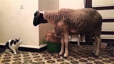 لسبب صادم وغريب.. لماذا تختفي القطط وقت ذبح الأضحية؟