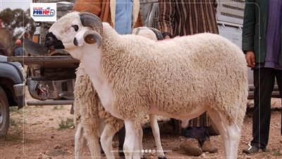 سعر الخروف اليوم الأربعاء في مصر.. كيلو القائم بكام؟