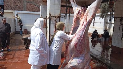 محافظ الغربية يتابع ذبح ٥٥٠ أضحية بالمجازر الحكومية المجانية أول أيام العيد 