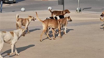 حبس وغرامة تصل لمليون جنيه..عقوبات مخالفة ضوابط اصطحاب الكلاب بالأماكن العامة