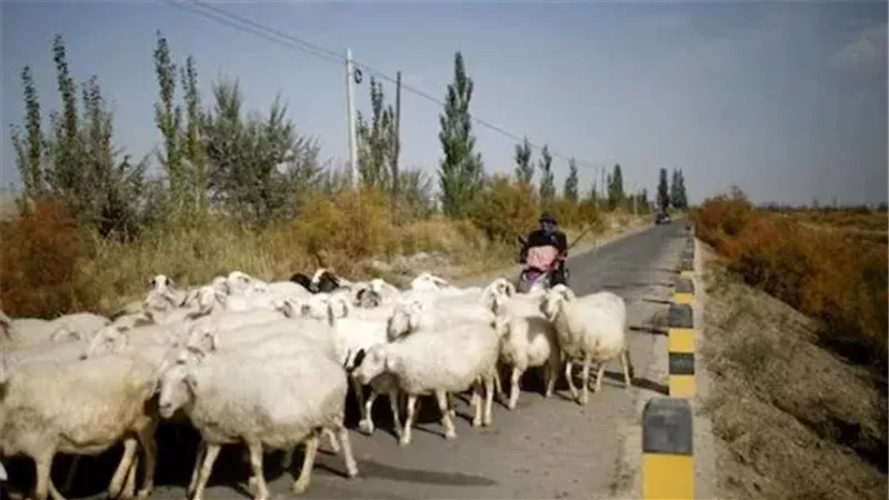 راعي أغنام في منغوليا