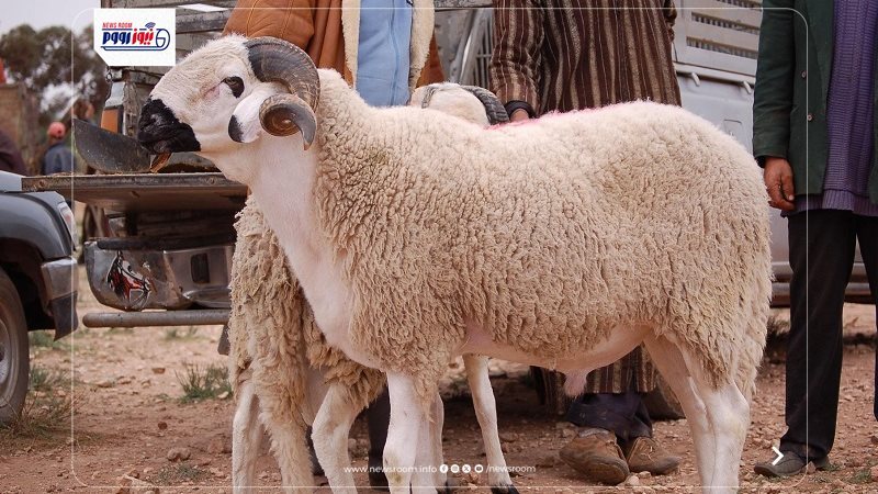 سعر الخروف اليوم