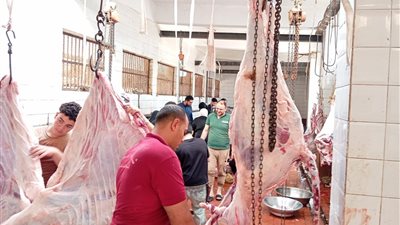  خدمة مجانية.. ذبح 1574 أضحية بالمجازر الحكومية بالغربية في أيام العيد