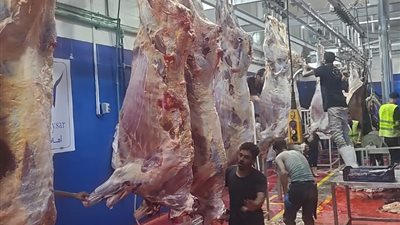 خلال العيد : ذبح 3آلاف 548 أضحية بالمجان بالمجازر الحكومية بالشرقية