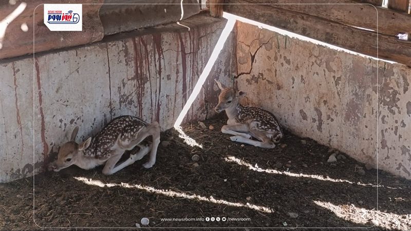 ولادة غزالين بحديقة