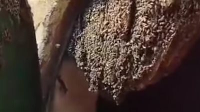 العثور على خلية نحل كبيرة وكميات من العسل داخل قرية كفر عشنا بالمنوفية 
