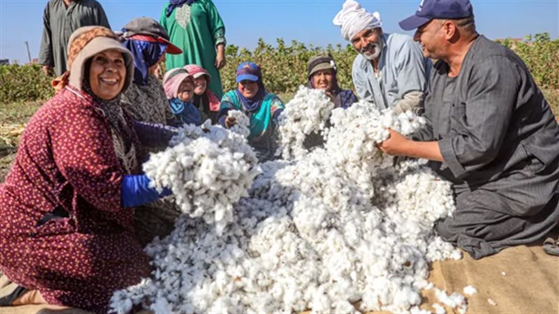 القطن المصري