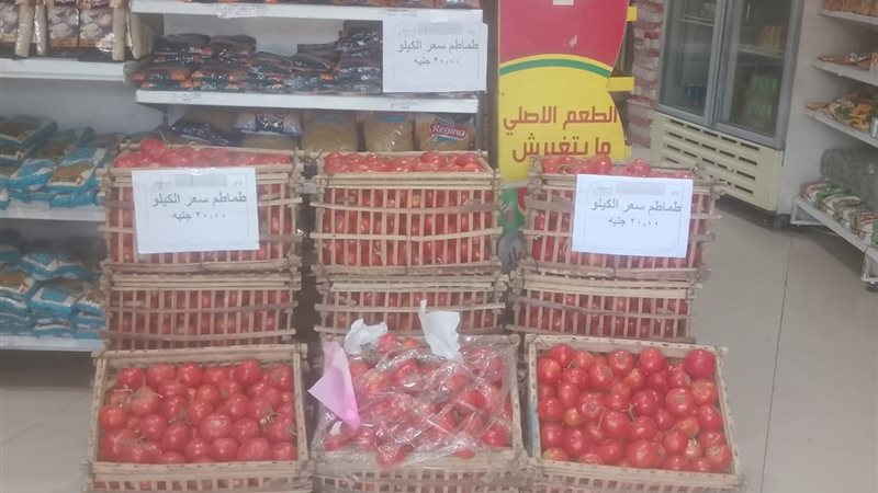 الطماطم 